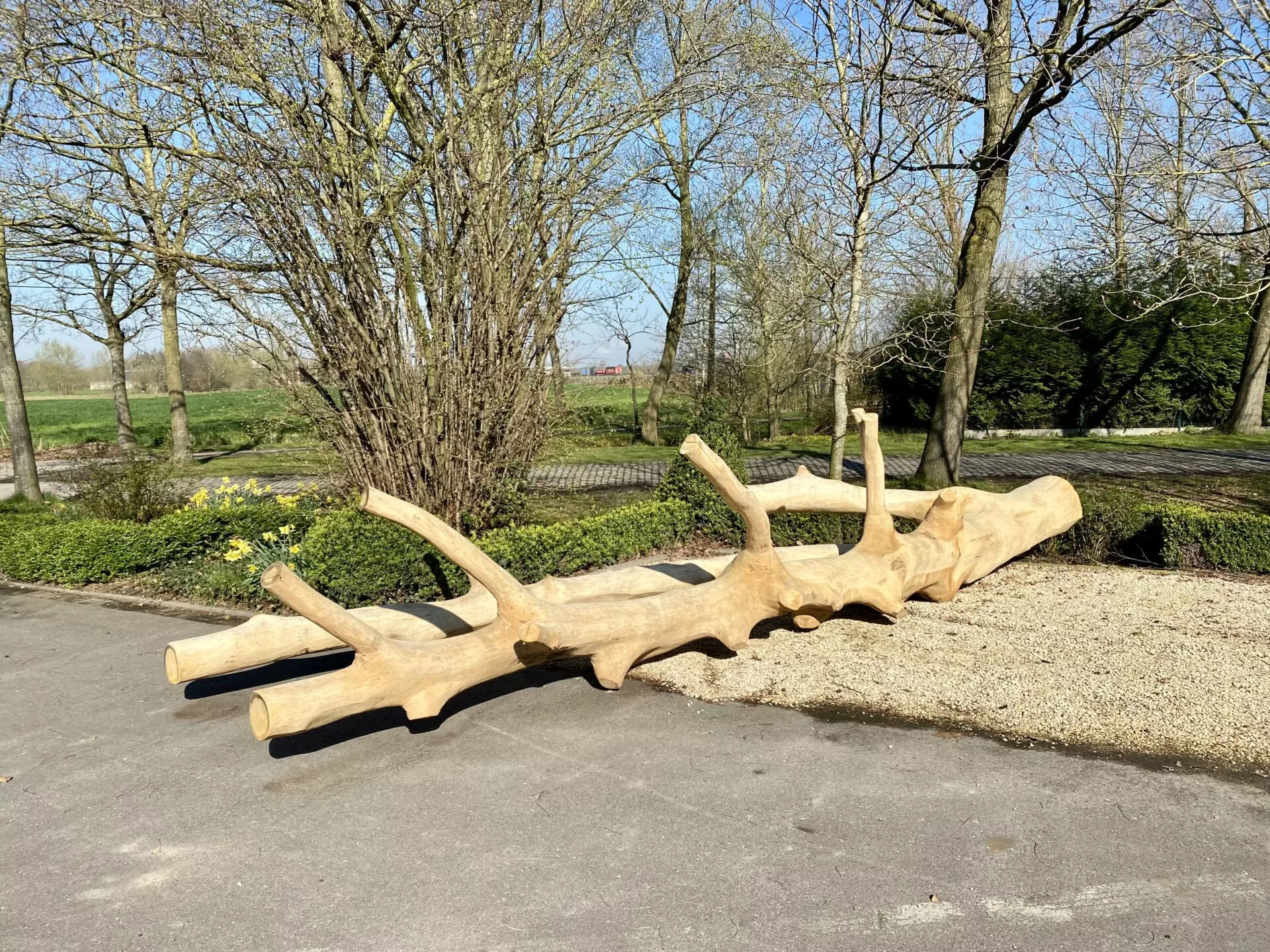 Robinia boomstam