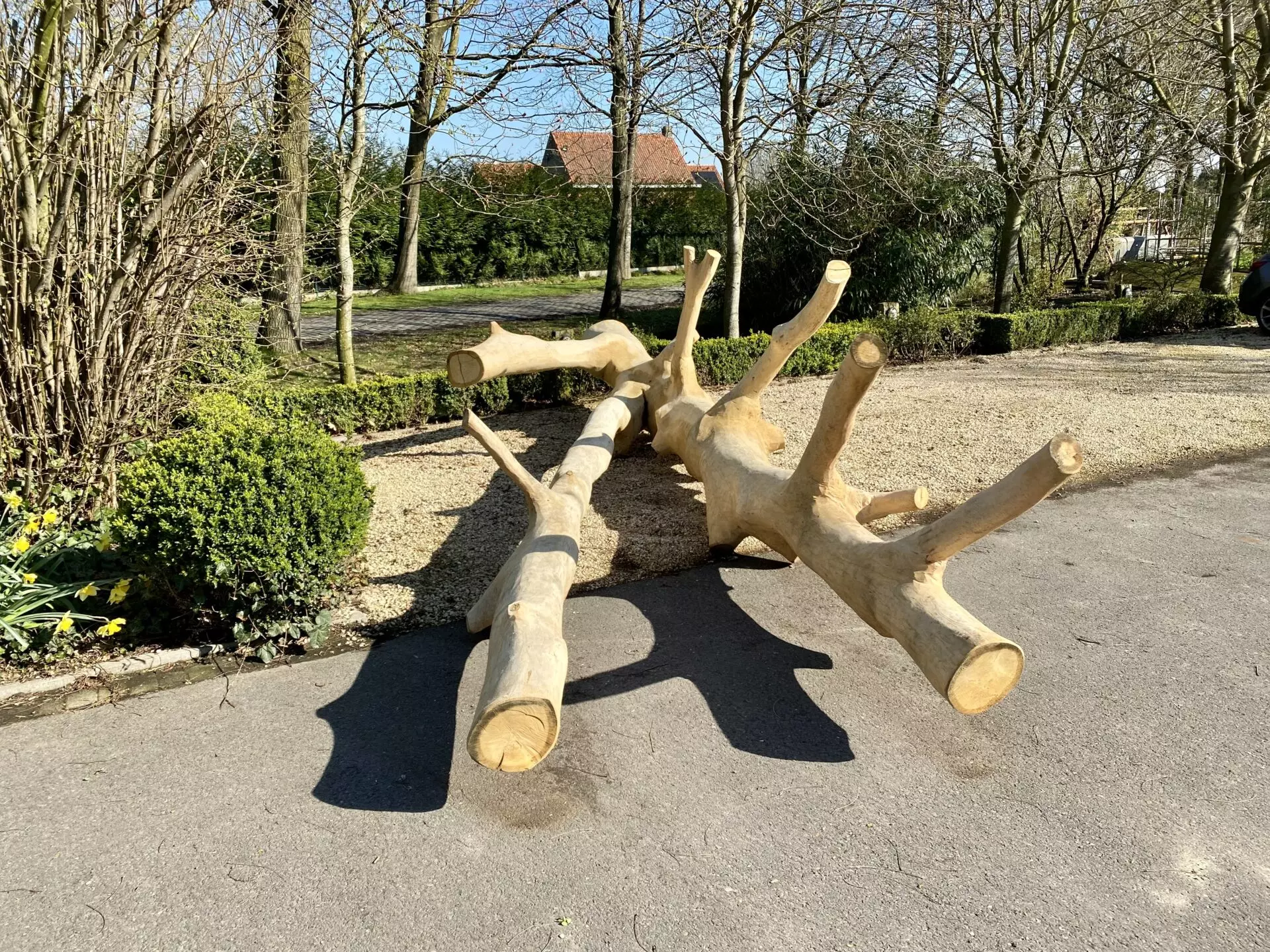 Klimboom Robinia